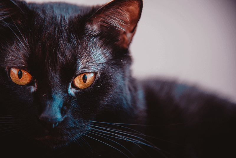 superstitious black cat